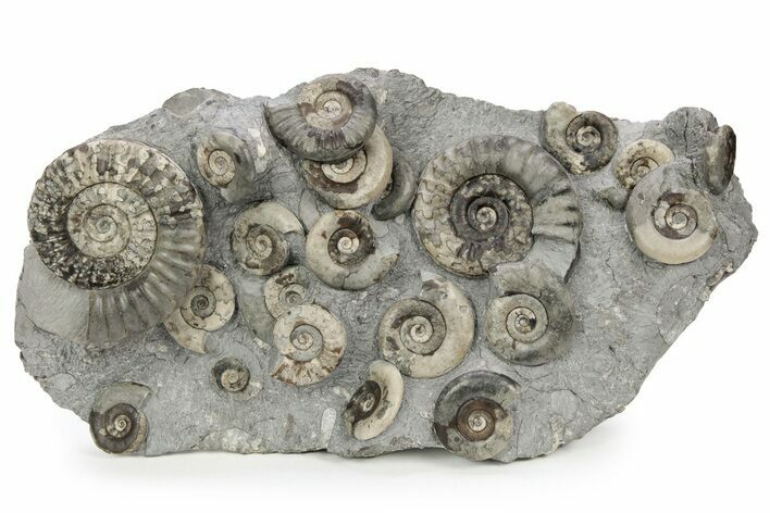 Fossil Ammonite (Arnioceras) Cluster - Holderness Coast, England #243494